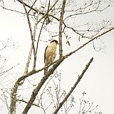 Lauging Falcon (Guaco-Herpetotheres Cachinnans-53cm)